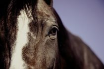 De juiste voeding voor je paard